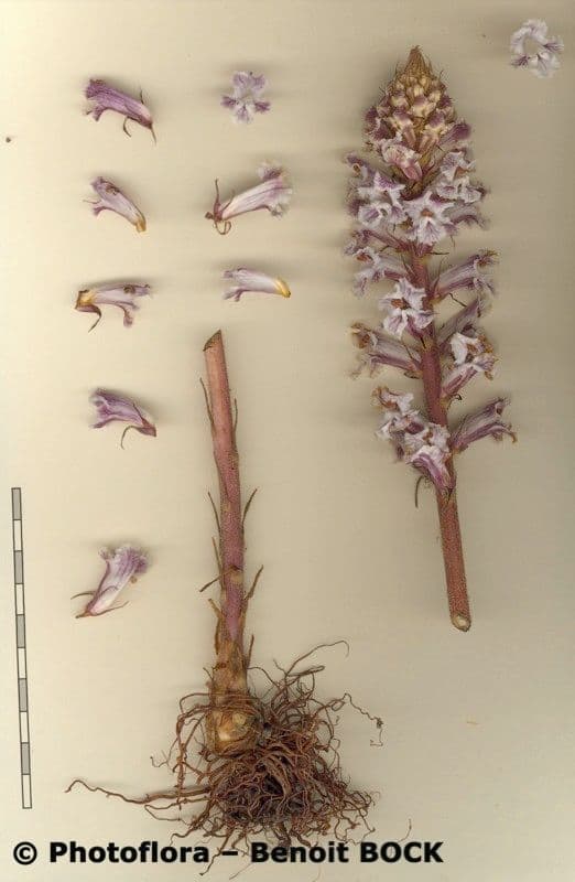 Corbiculada 24