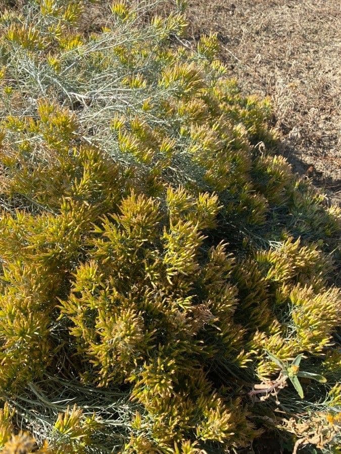 Chrysothamnus à feuilles collantes 14
