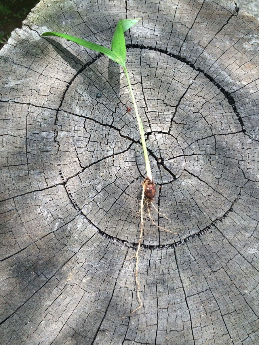 Kentiopsis 17