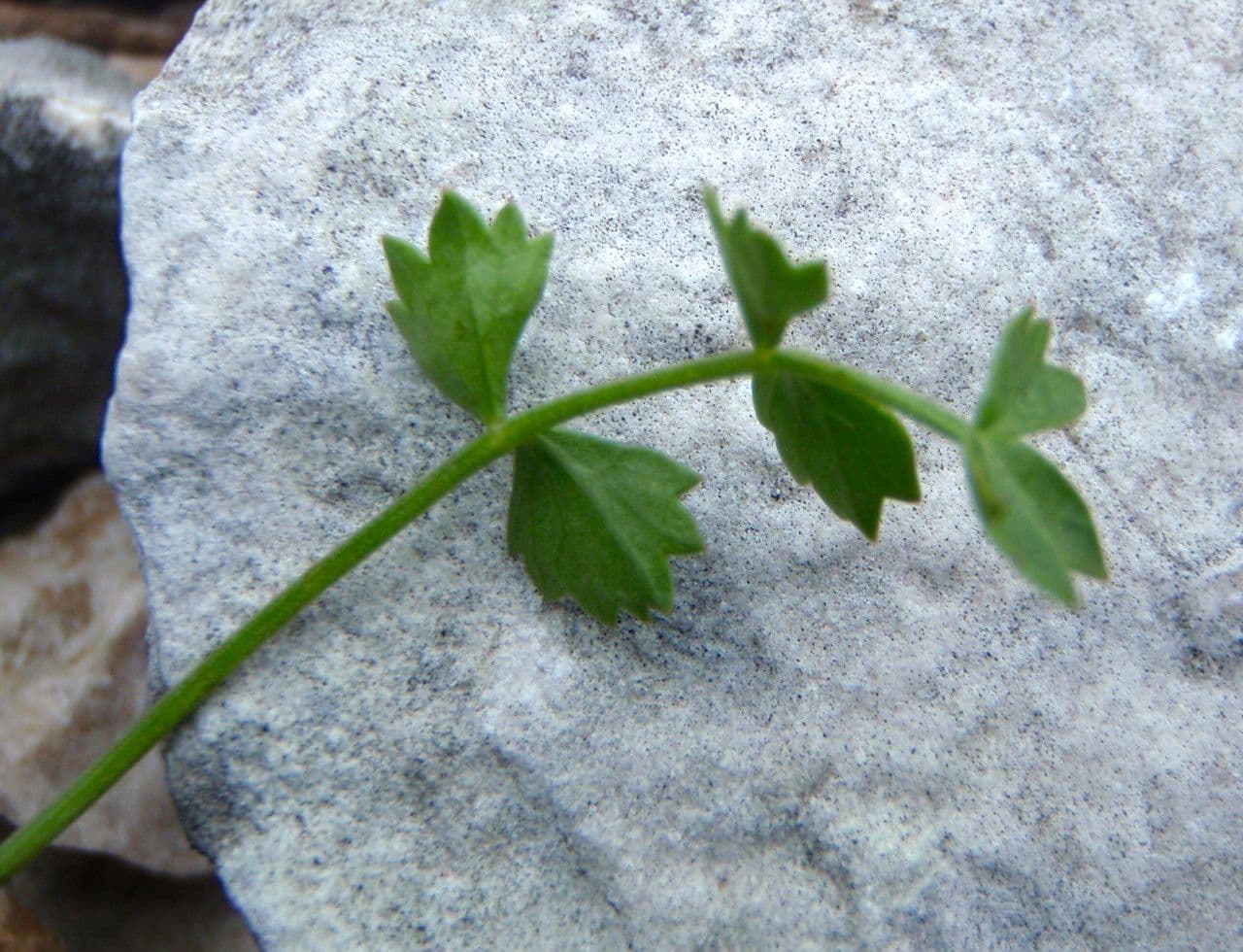 Pimpinella tragium 18