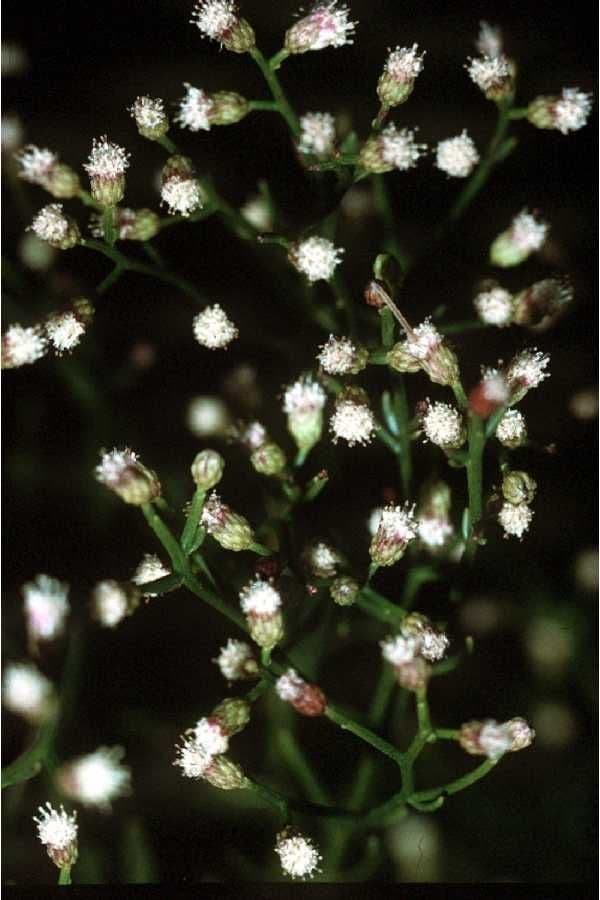 Baccharis