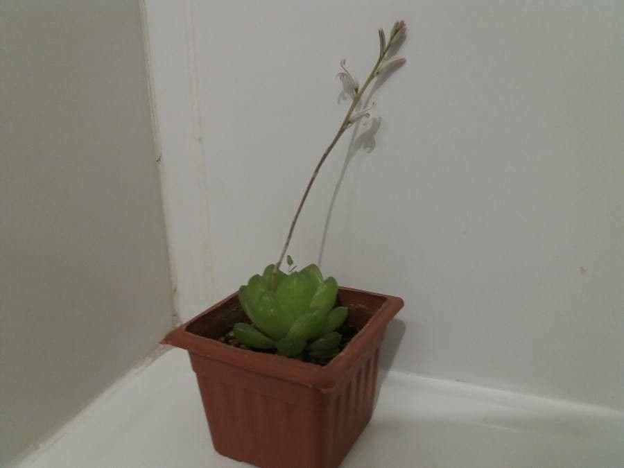 Haworthia 7