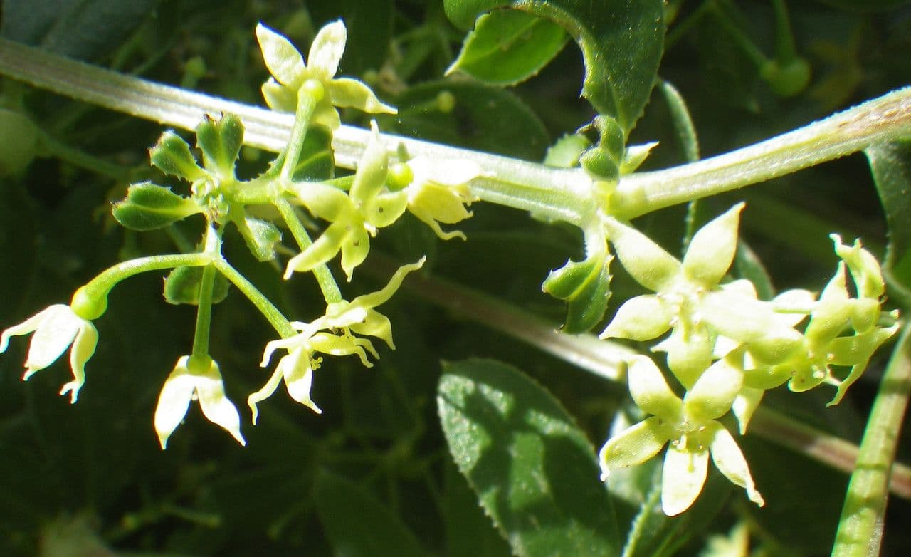 Schmalblättriges Färberkraut 4