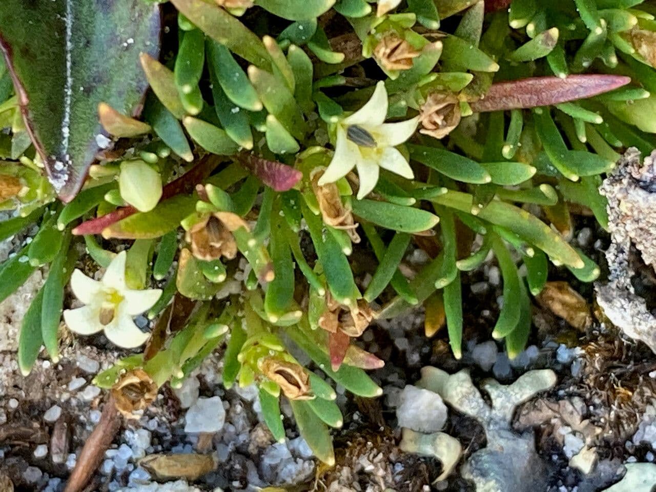 Lysipomia 7