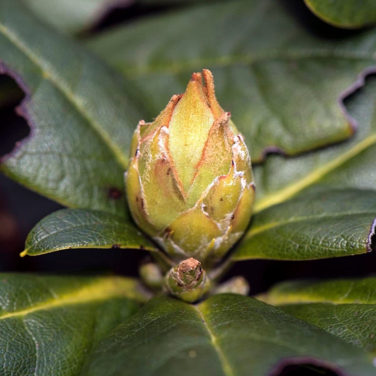 Rododendro 12