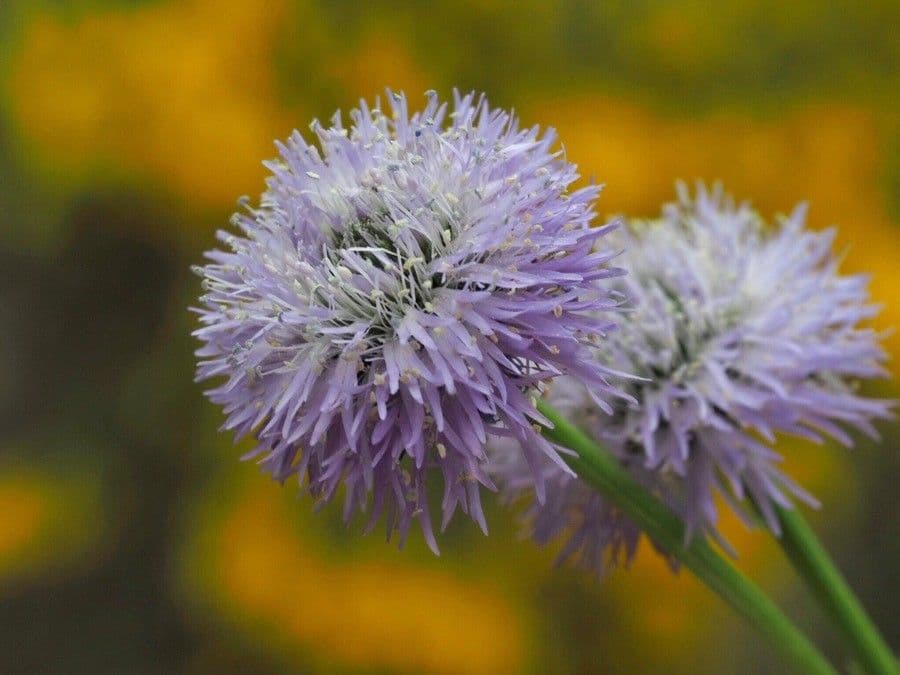 Koulenka bezstvolá 18