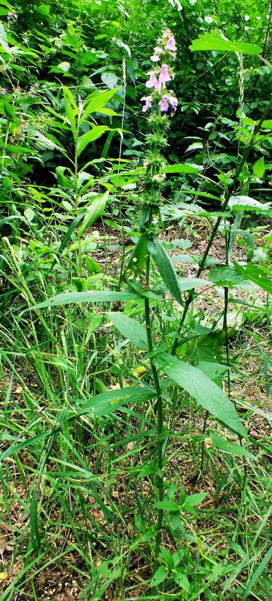 Betonica palustre 12