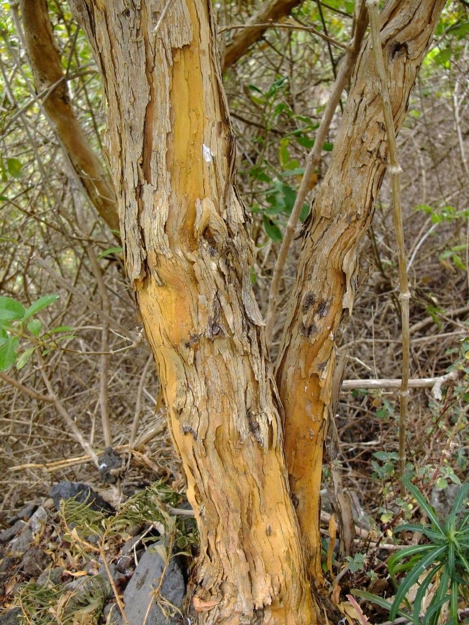 Třezalka kanárská 25