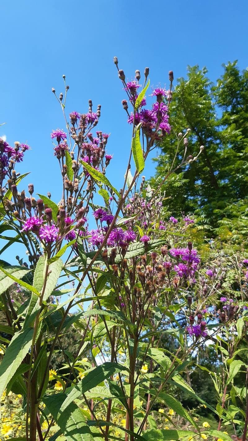 Vernonia