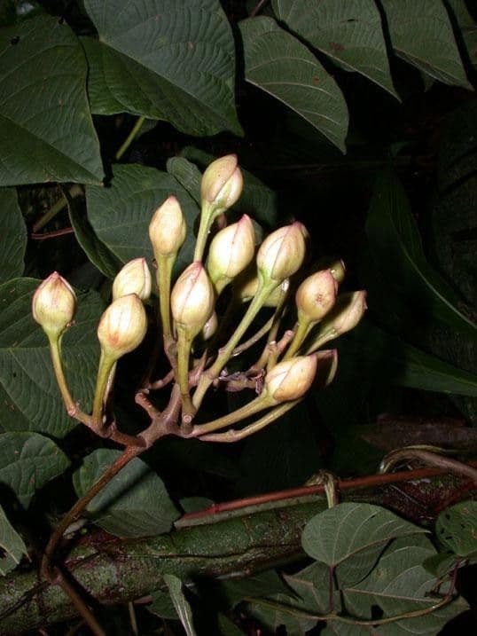 Ipomoea philomega 22