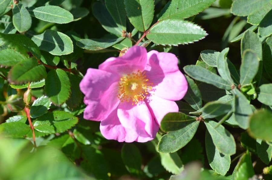 Rosa 6