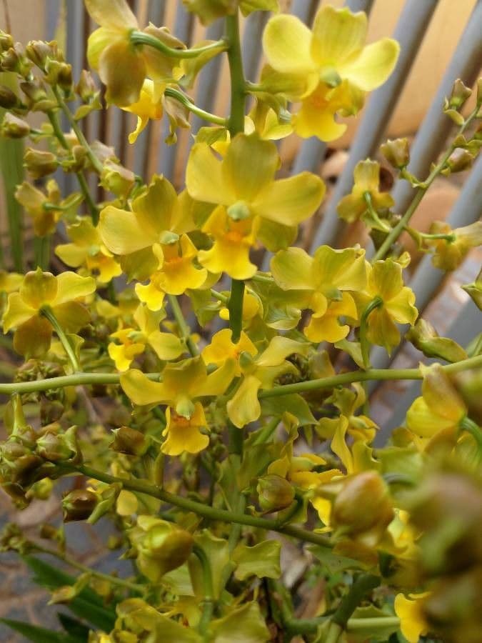 Andrsova orchidea 2