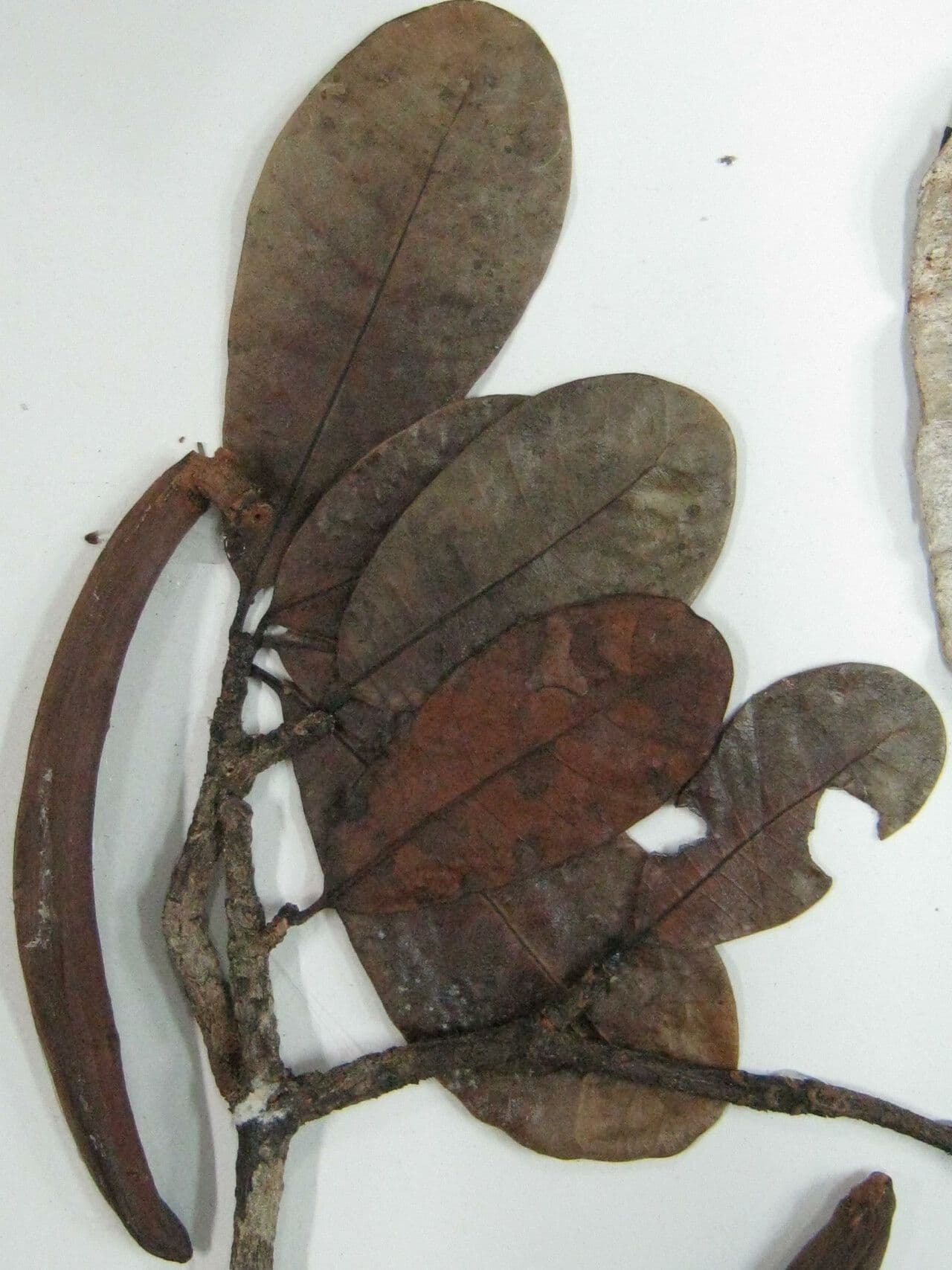 Himatanthus 18