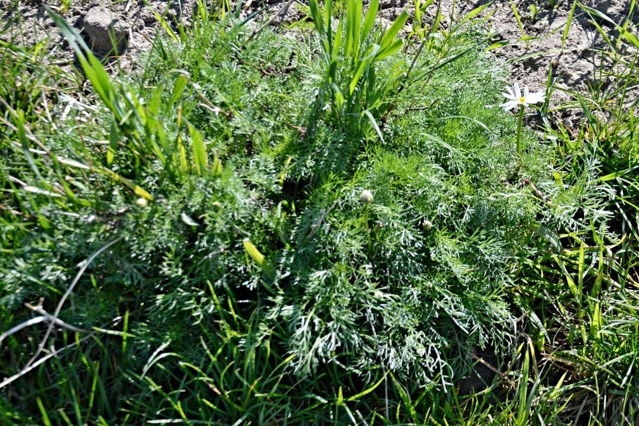 Scentless mayweed 28