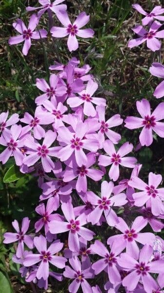 Silene a cuscinetto 8