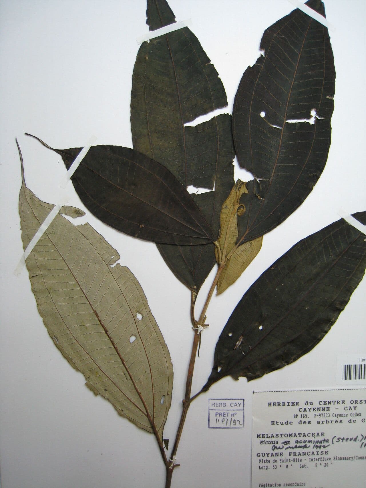 Miconia acuminata 7