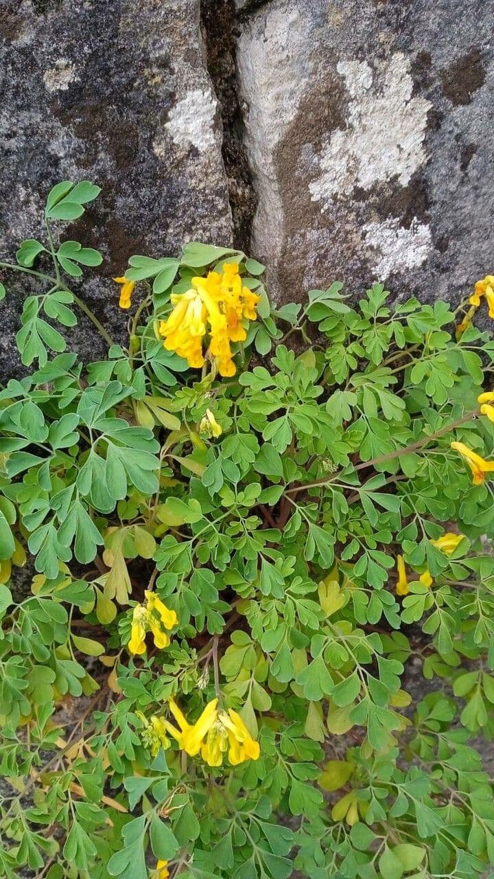 Corydalis dorada 2