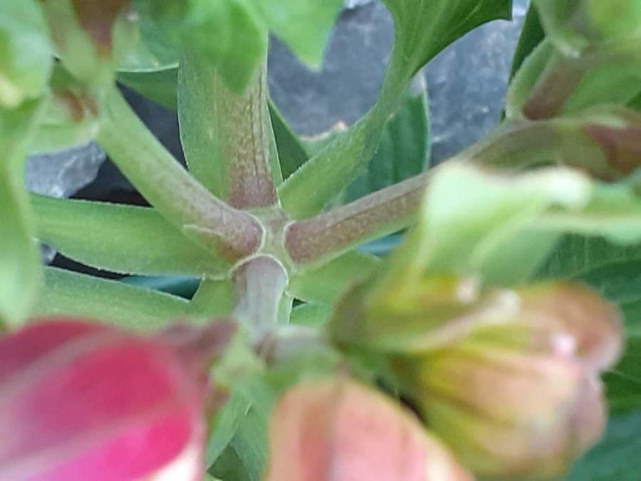 Clematide coriacea 18