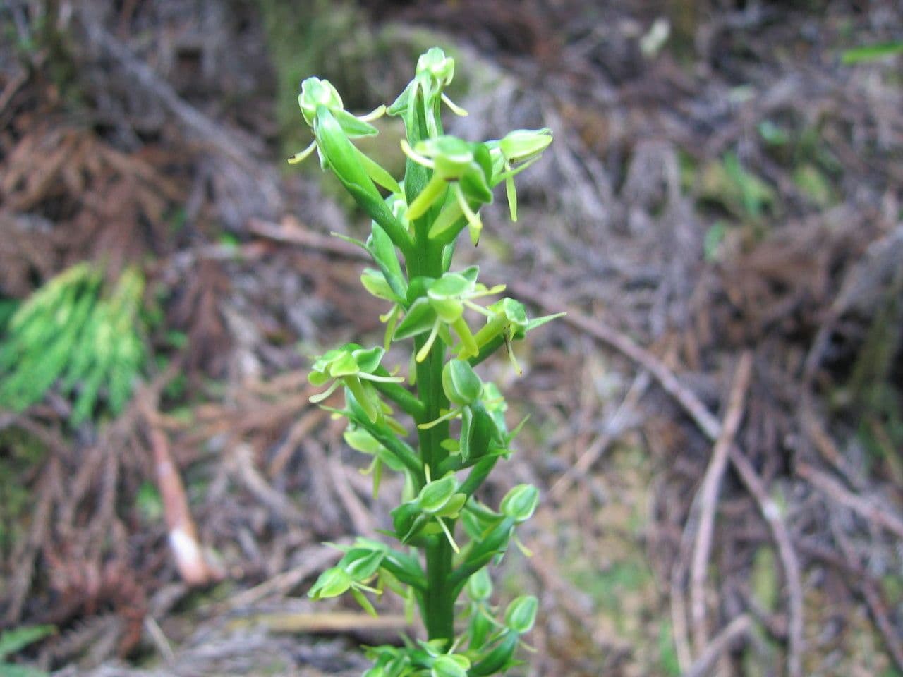 Podkolan wysoki 9