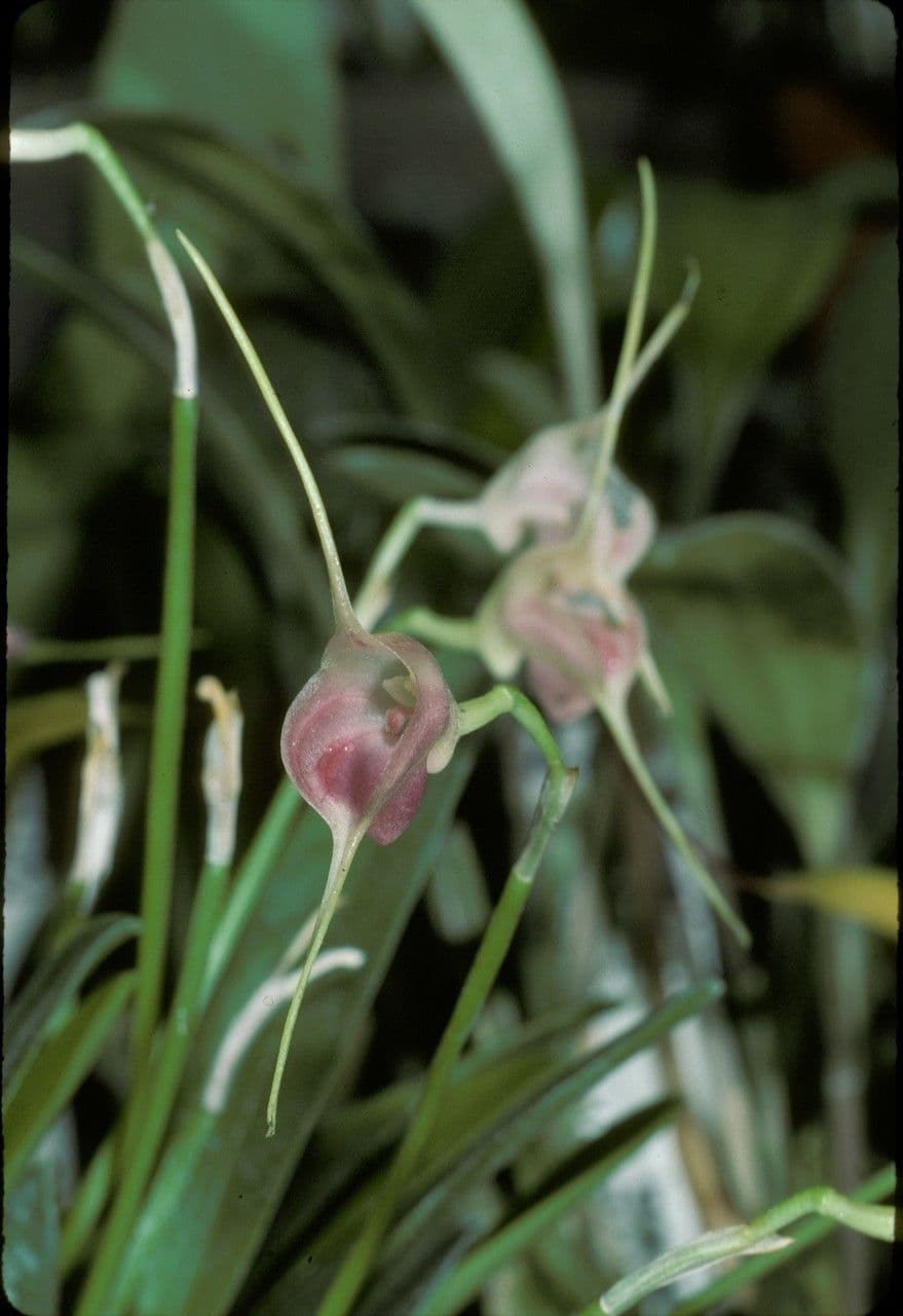 Masdevallia