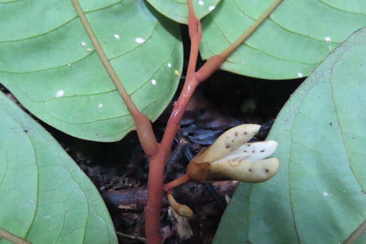 Dickblättrige Anaxagorea 4