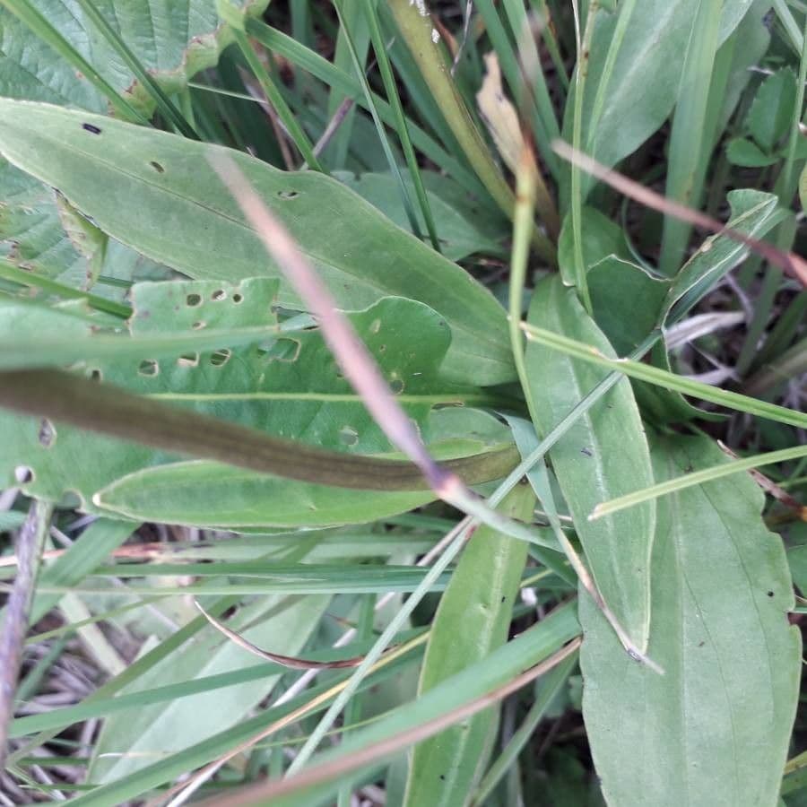 Suertia 17