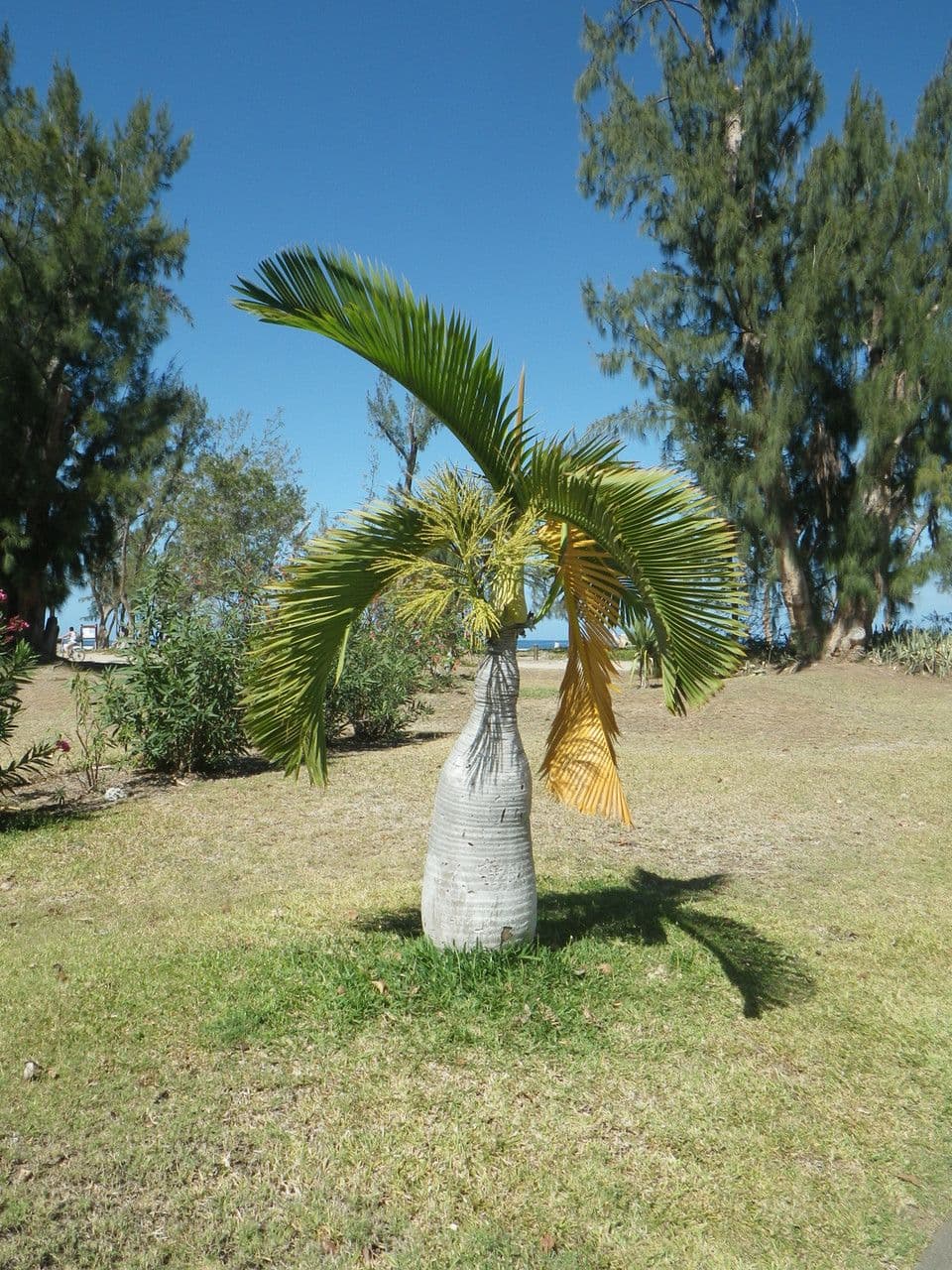 Palmier bouteille 11