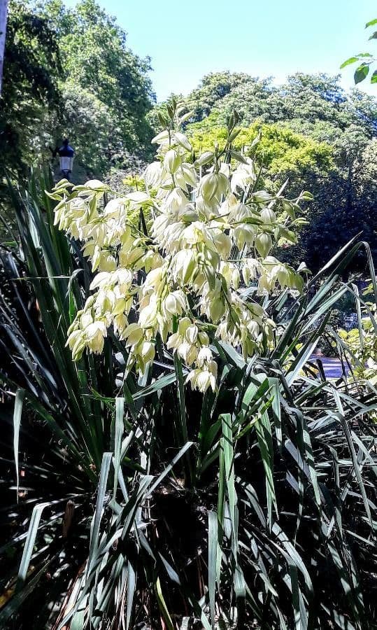 Schopf-Yucca 26