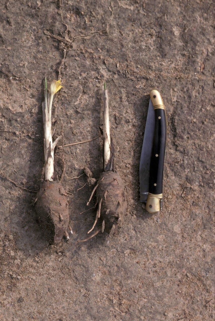 Curculigo pilosa 2