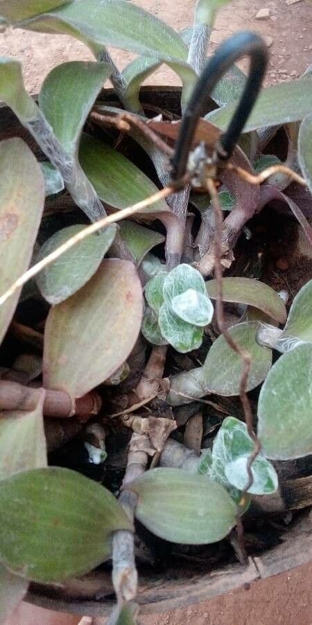 Tradescantia 17