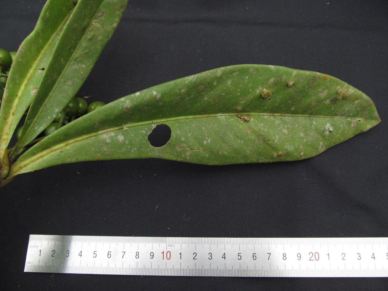 Hymenandra 9