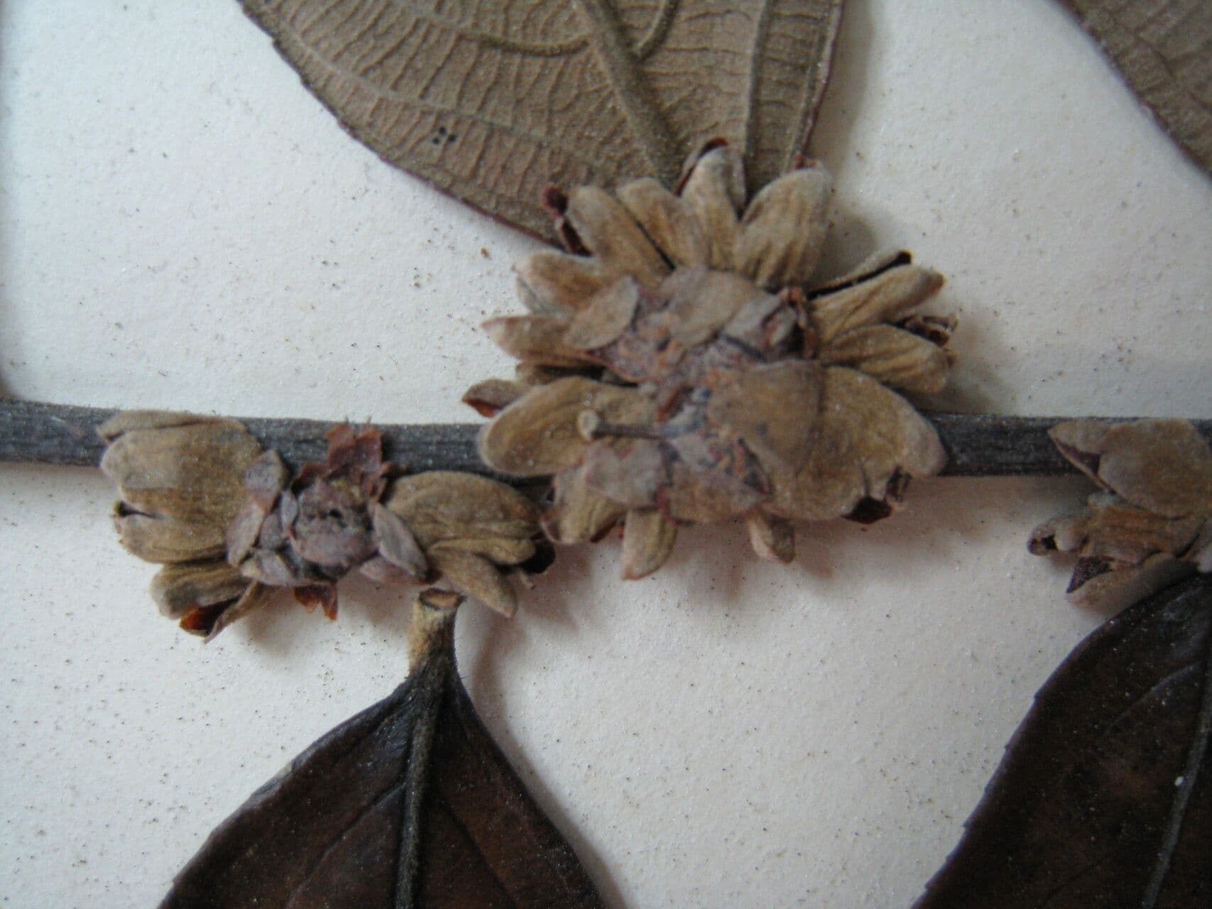 Casearia grandiflora 2