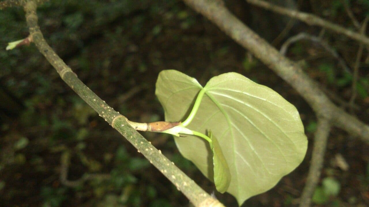 Coccoloba 4