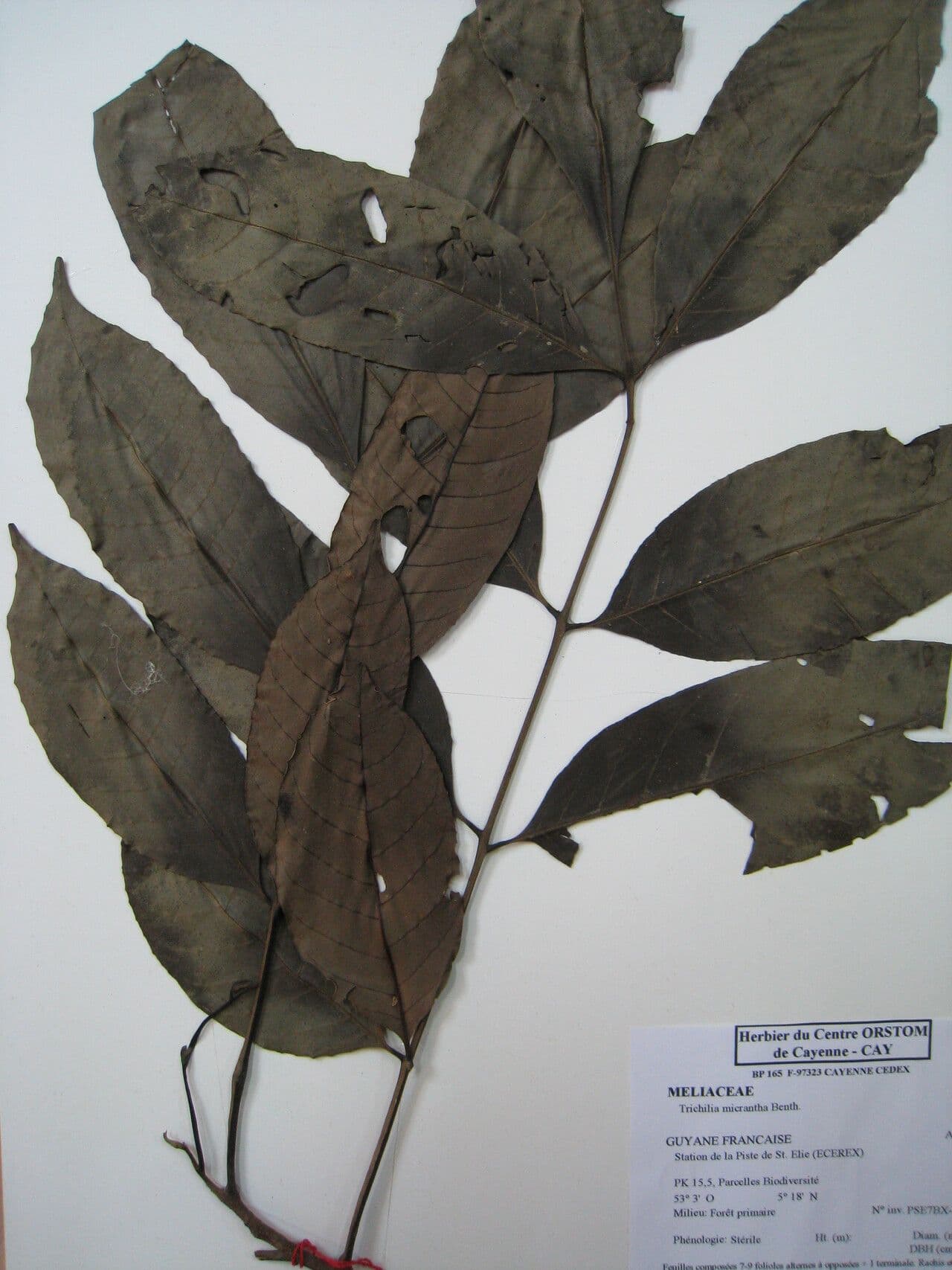 Trichilia micrantha 5