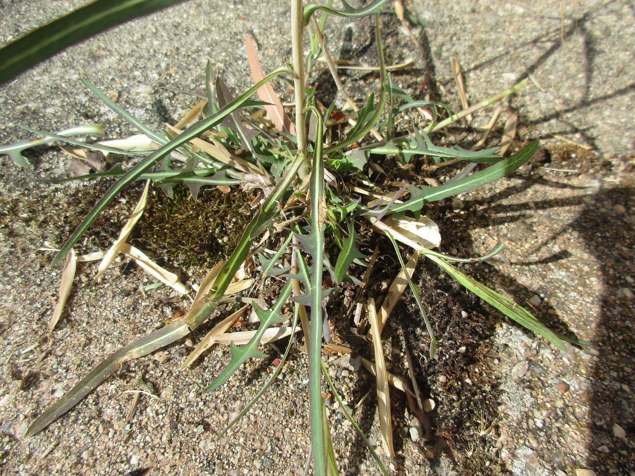 Lactuca saligna 11