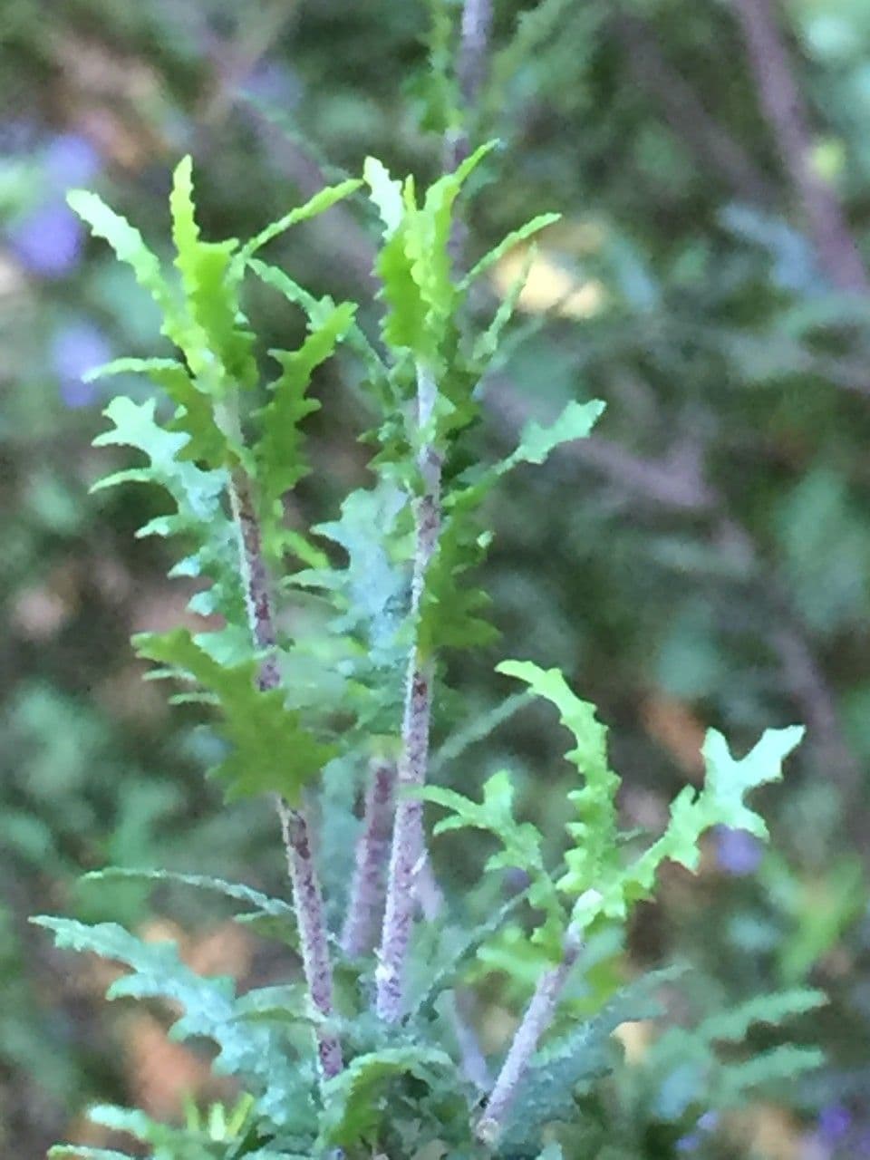 Pittosporum divaricato 3