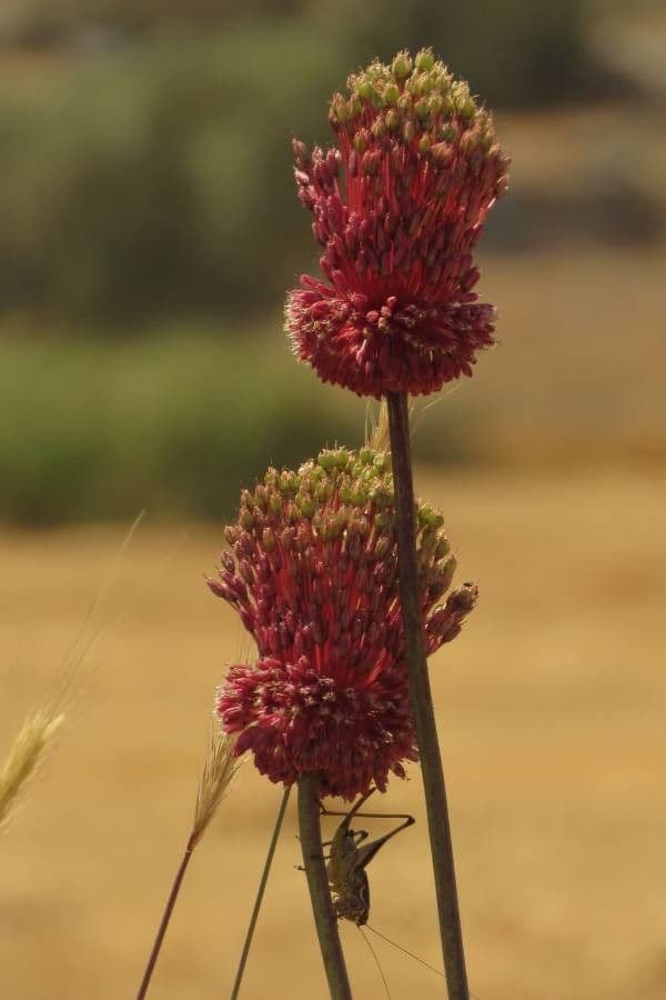 Aglio porro 27
