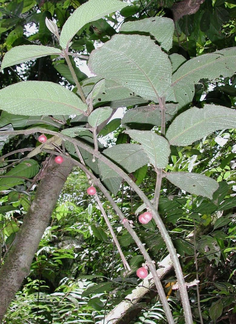 Siparuna 15