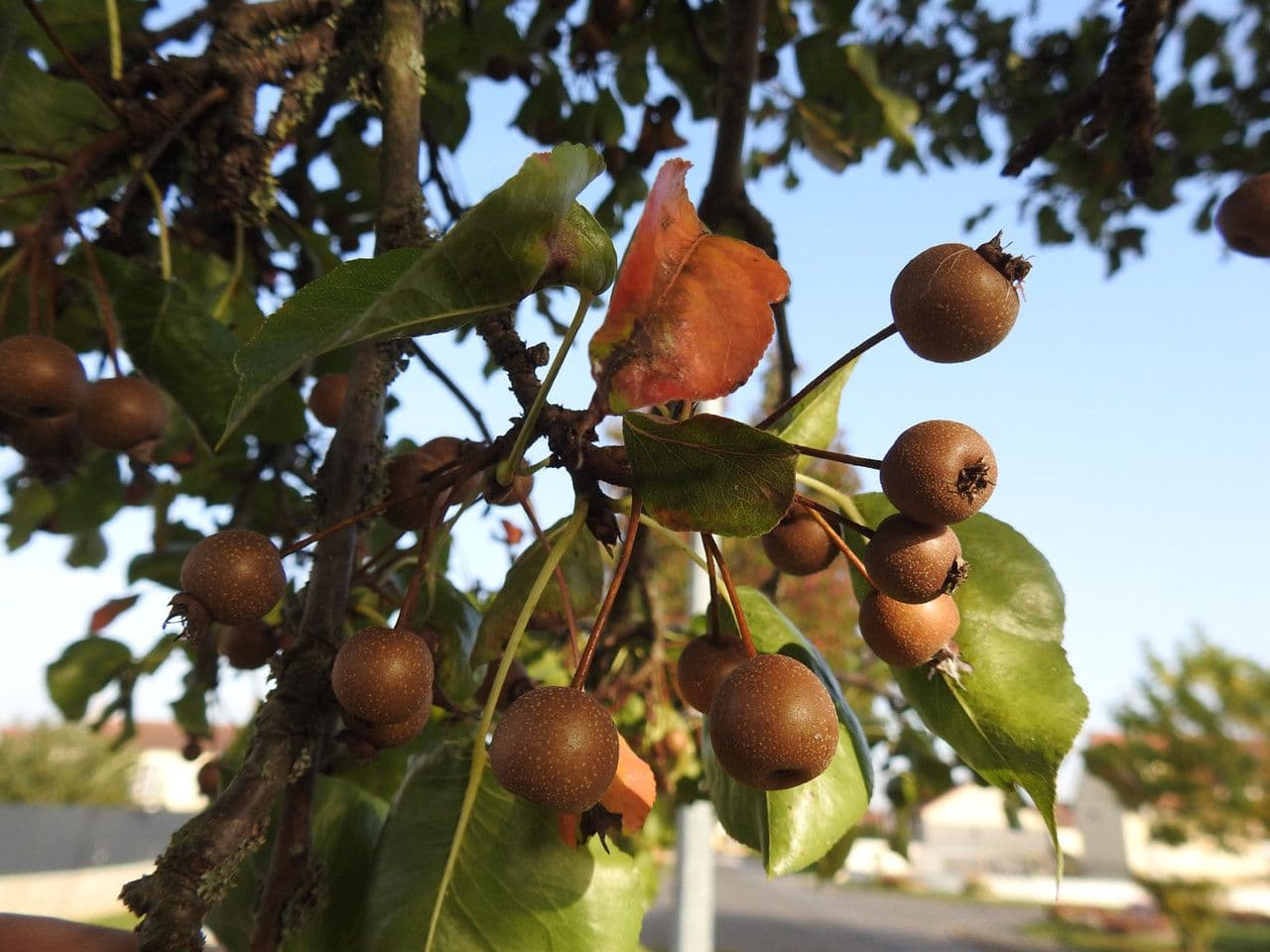 Pero di Callery 3
