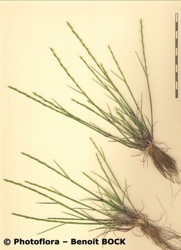 Festuca di Lachenal 26