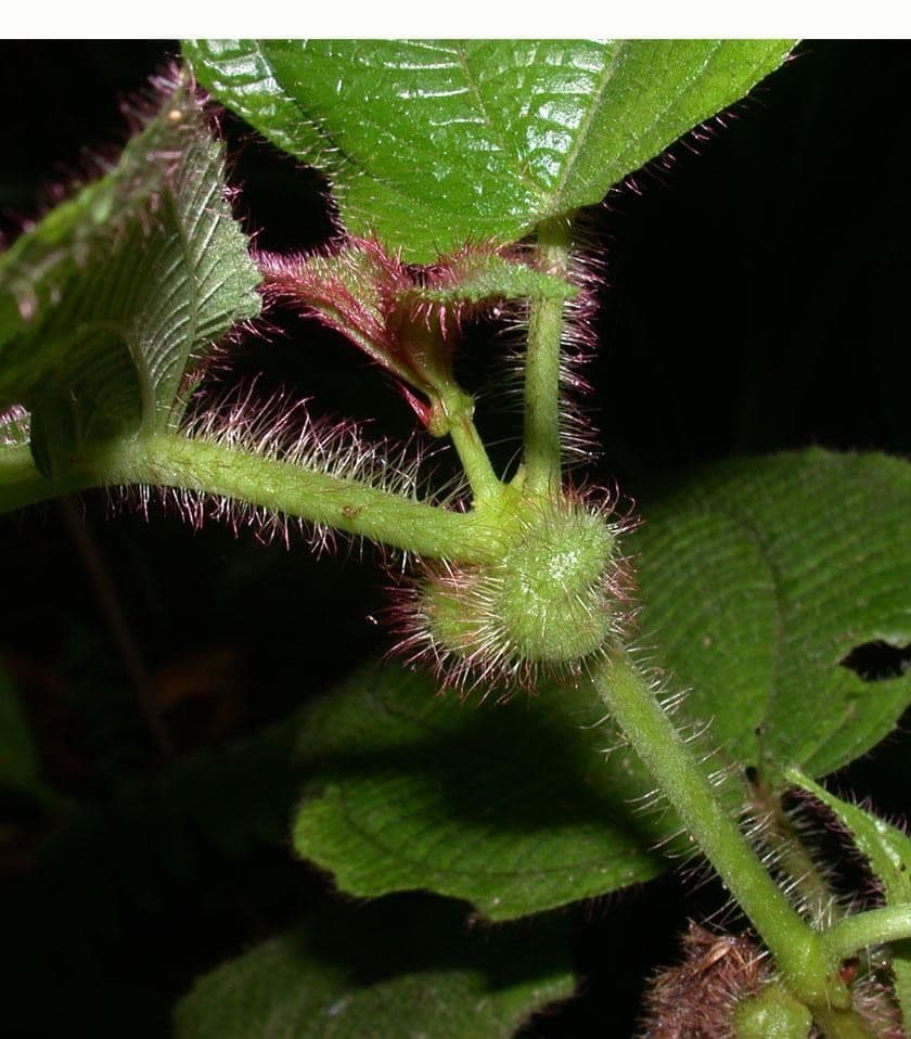 Miconia 14