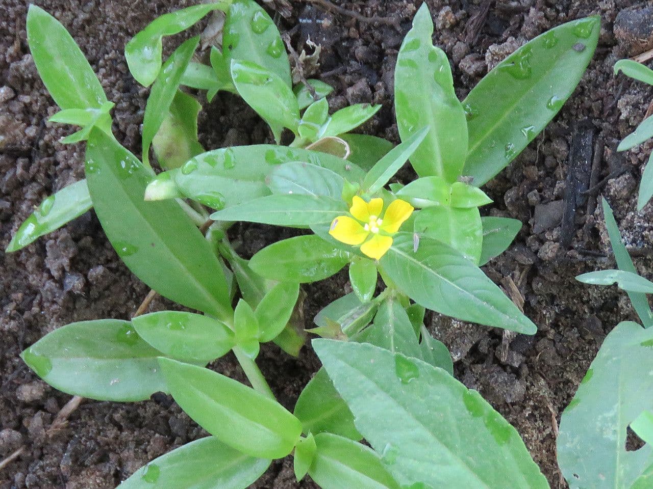 Ludwigia decurrente 4