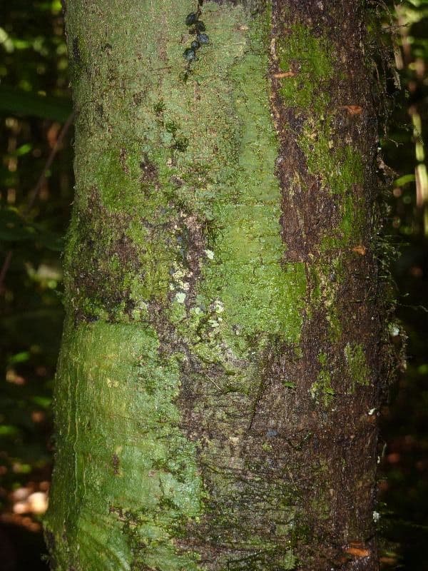 Dodecastigma 4