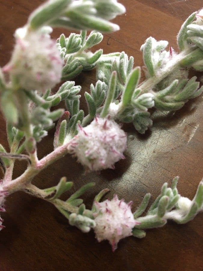 Dissocarpus paradoxus