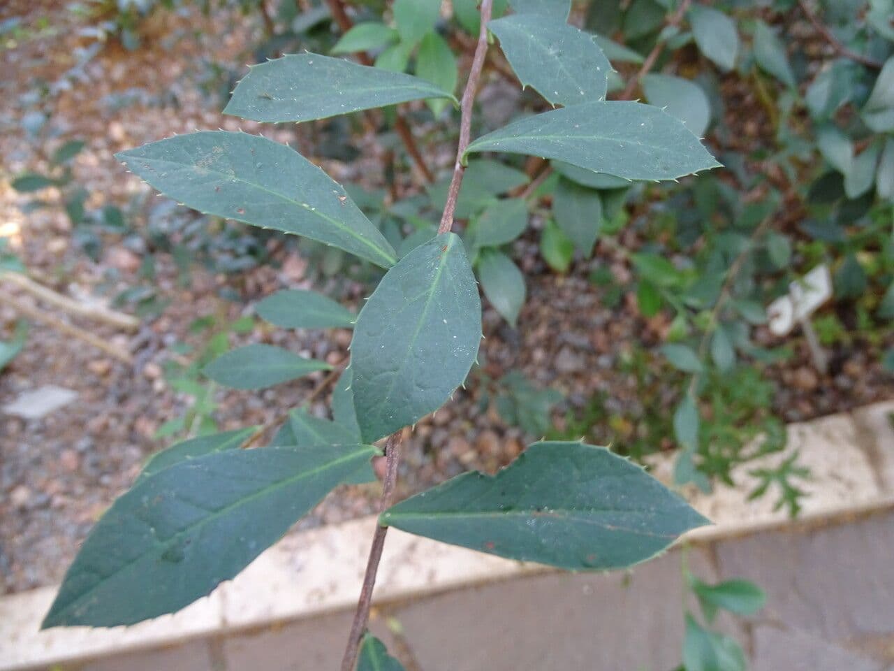 Putterlickia