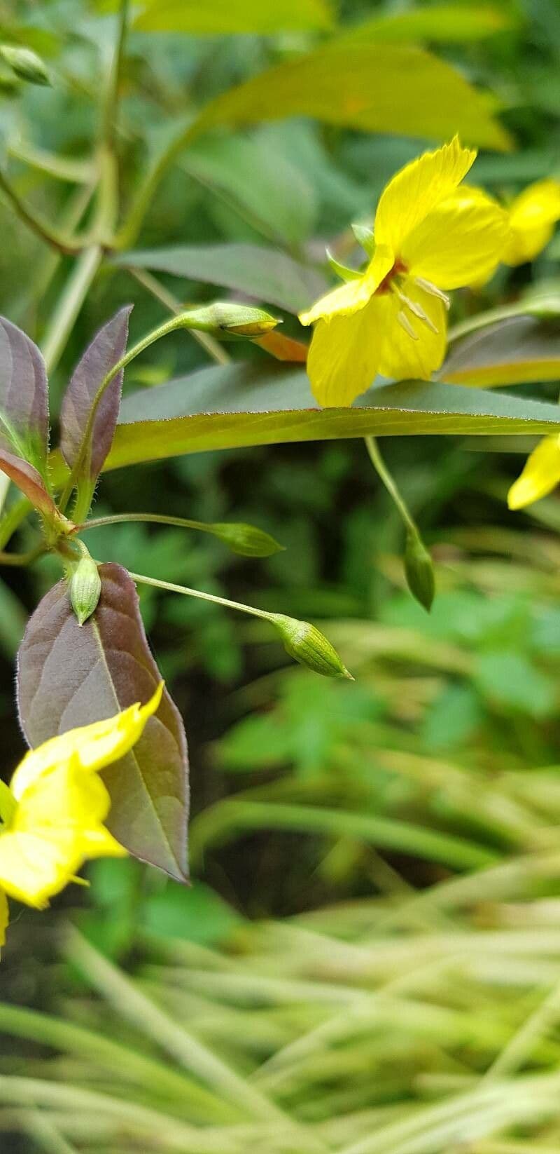 Lisimachia ciliata 29