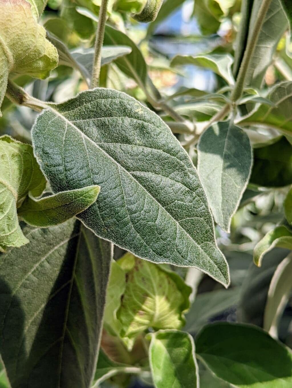 Barleria 9