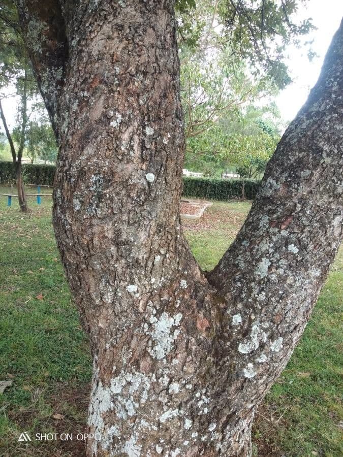 Lannea discolor 8