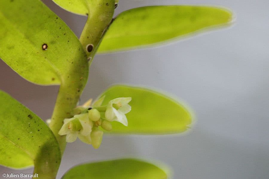 Appendicula 3