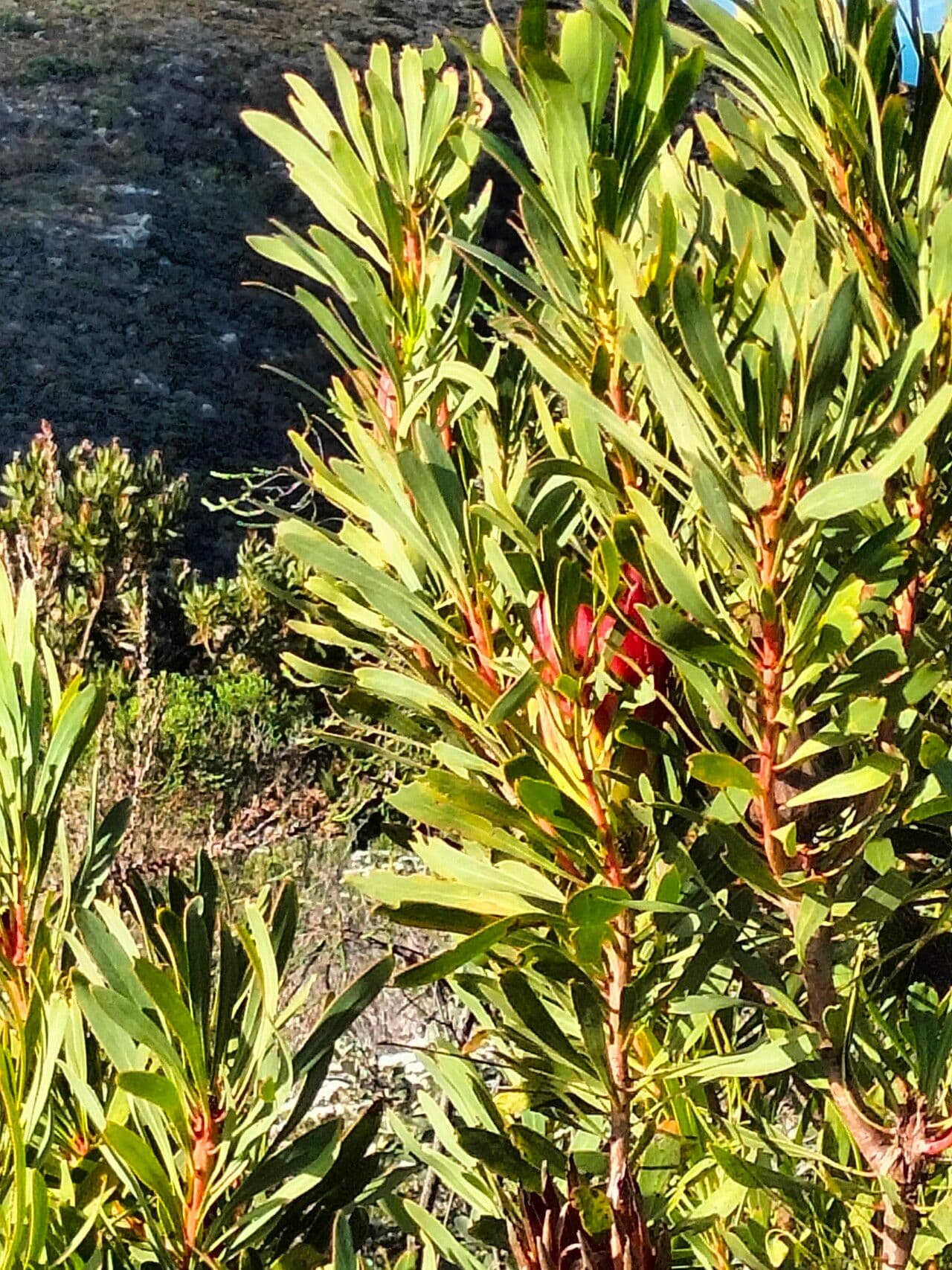 Protea 12